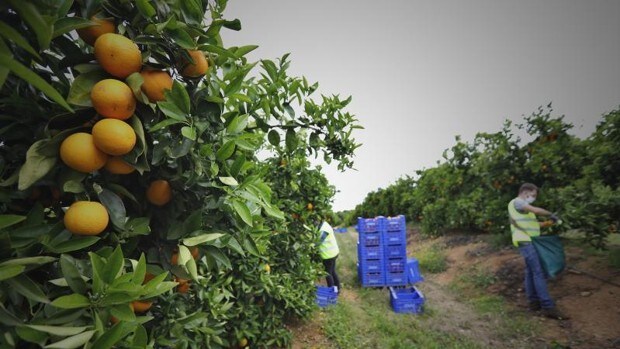 España exige a Bruselas que no se amplíen los permisos a la importación de naranjas