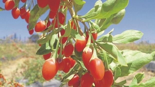 La base científica y nutricional que se esconde tras los conocidos como ‘superalimentos’