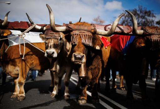 Bueyes en la movlización en defensa del campo