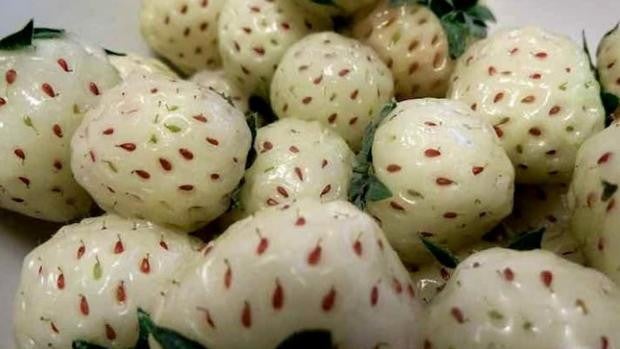 La peculiar fresa blanca onubense que apasiona a los japoneses y supera los 40 €/kg