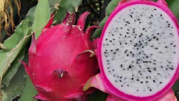 La «fruta del dragón», el superalimento del Amazonas que ha conquistado a productores y consumidores