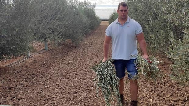 Los olivos que plantan cara a la Xylella ya están en el vivero