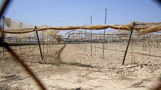 Un 50% del campo español se encuentra en alerta por sequía, y Andalucía preocupa especialmente