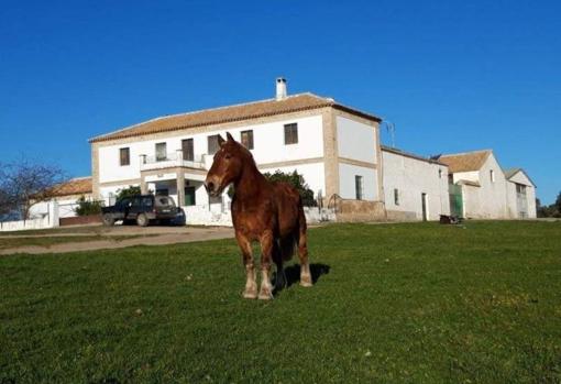 Amplia parcela con caballos y ganado