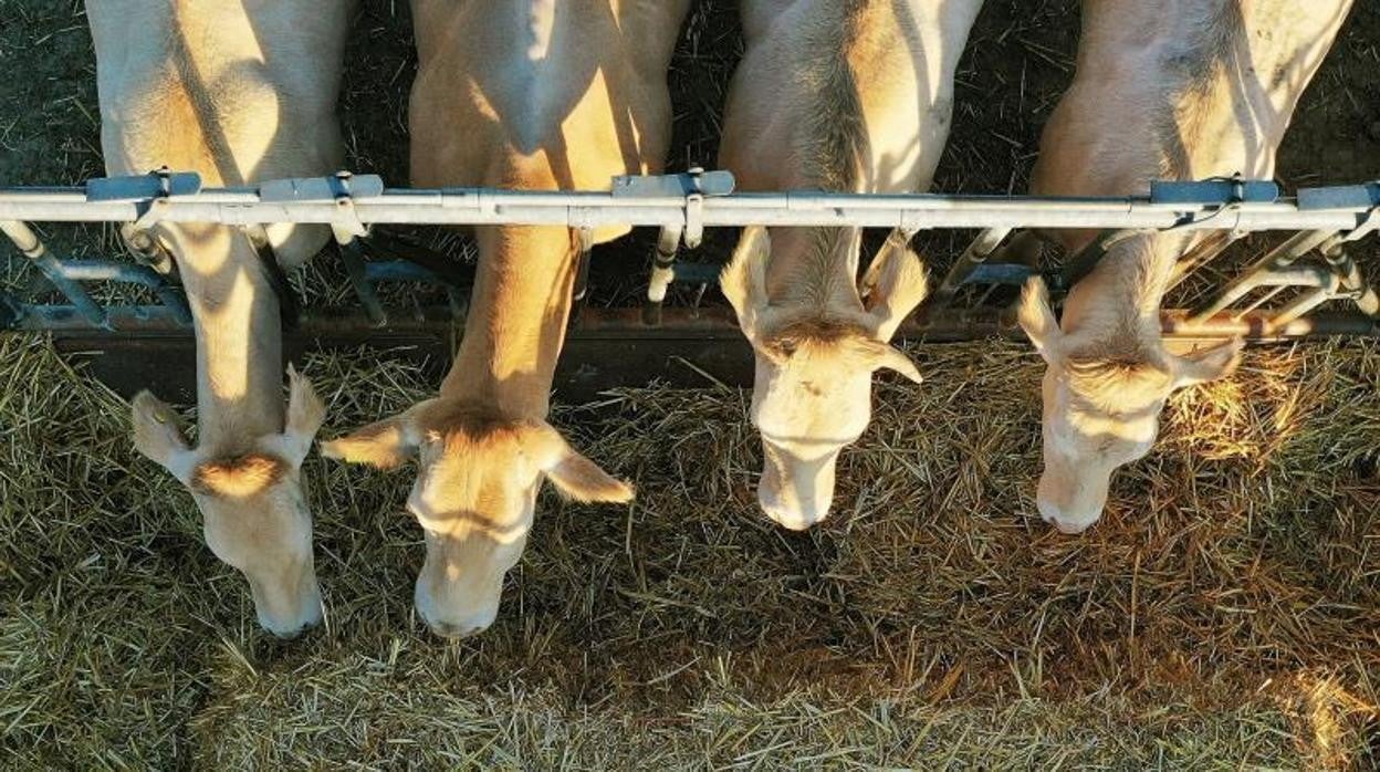 Las principales organizaciones agrarias (Asaja, COAG y UPA) exigen al Gobiernoy a Bruselas un plan de choque