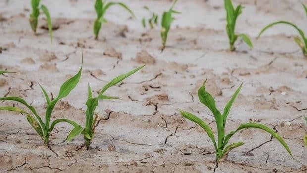 Decálogo de medidas urgentes para que el campo mitigue la sequía
