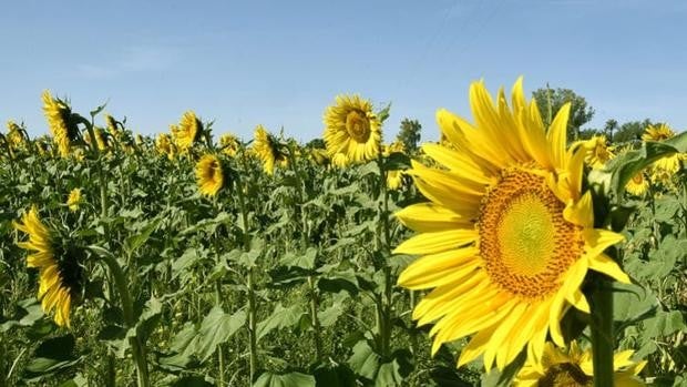 La sequía y la guerra en Ucrania impulsan a sembrar girasol en el campo andaluz