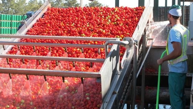 El Bajo Guadalquivir se queda sin tomate industrial