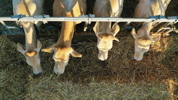 «Si no suben los camiones, a finales de la semana que viene, habrá que sacrificar animales»