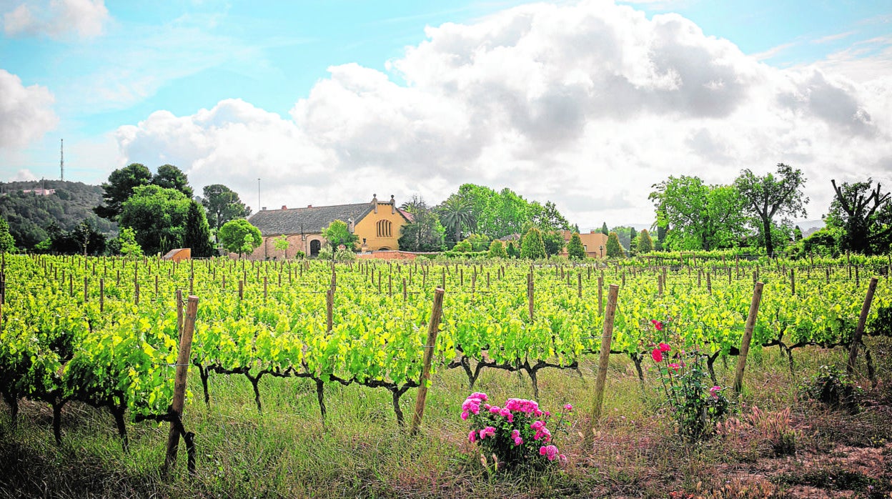 La finca Mas La Plana, un destino para disfrutar del vino