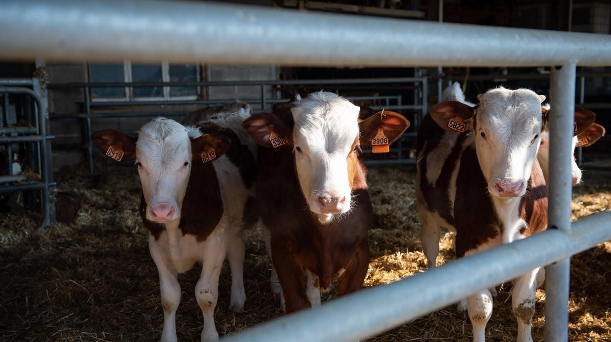 El mayor potencial del biogás está en la agricultura y la ganadería