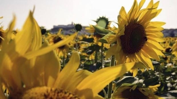 El «vuelco» que ha provocado la guerra de Ucrania: se siembra un 25% más de girasol en Córdoba