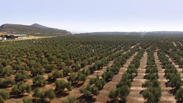 Estos son los cambios que la nueva PAC traerá al sector del olivar