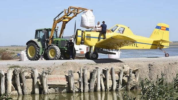 Ante la escasez de arroz, se podrá cultivar trigo en zonas de La Marisma