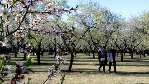 Los almendros en flor de la Quinta de Los Molinos