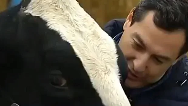 Juanma Moreno, a una vaca: «¿Tú vas a votar al PP o no? Di que sí, hombre»