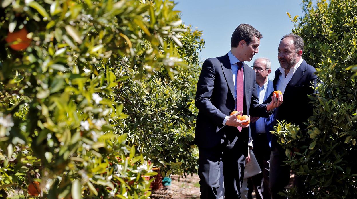 El presidente del PP, Pablo Casado, ha visitado un campo de naranjas en La Pobla de Vallbona (Valencia)