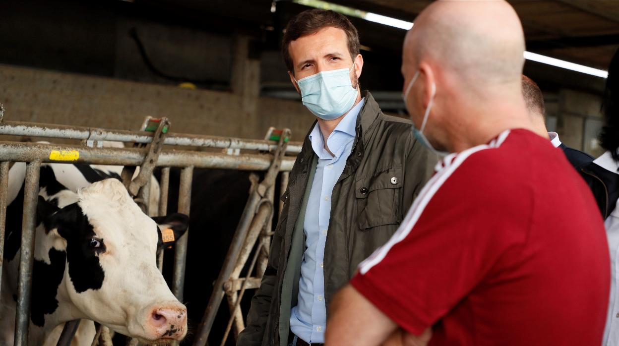 Pablo Casado visitó una explotación láctea en Cospeito (Lugo)