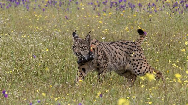 Foto de archivo de un lince en Los Montes de Toledo