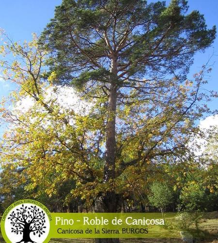 Imagen del pecualiar árbol burgalés