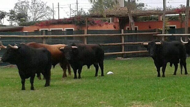 Los toros de Daniel Ruiz están en la finca «La Esperanza», a 20 kilómetros de Lima