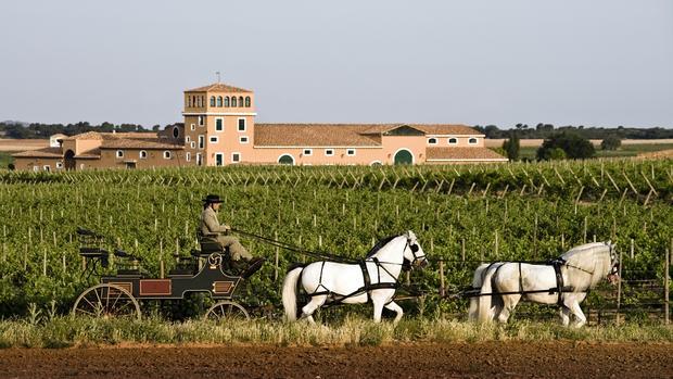 Las bodegas abren sus puertas al público con vino y... mucho más