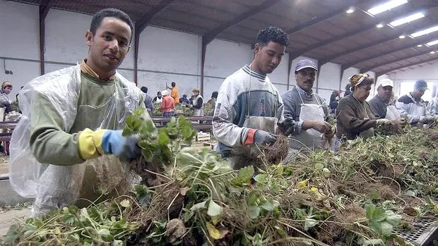 Trabajadores extranjeros en la recogida de espárragos, en Guadalajara