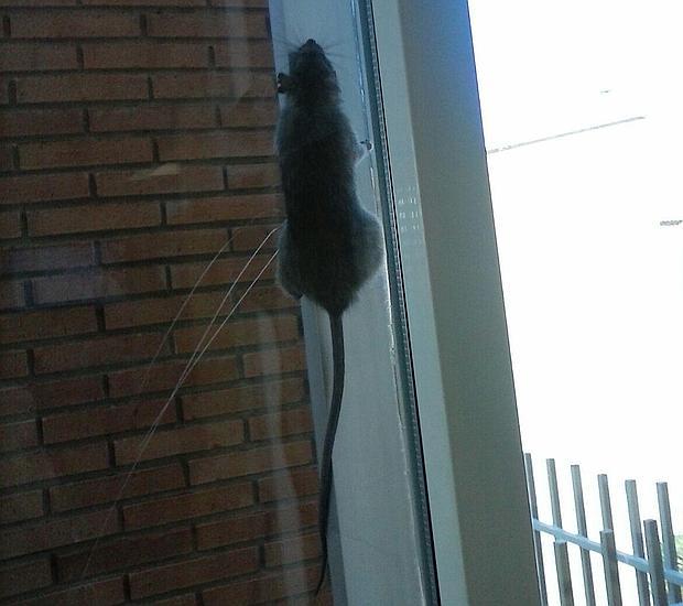 La rata sube por el marco de una ventana