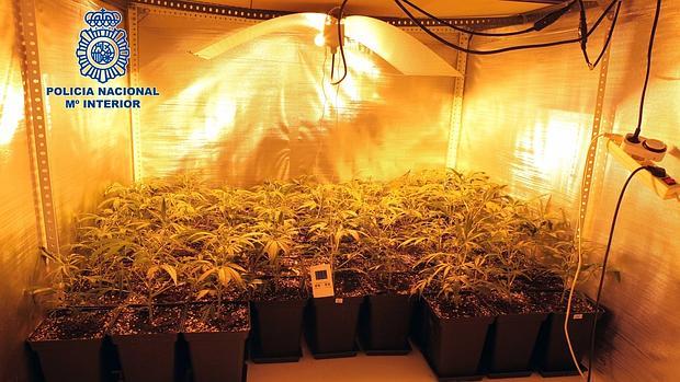 Plantas de marihuana incautadas por la policía