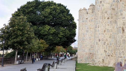 Olmo centenario junto a la muralla de Ávila