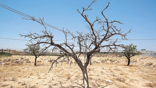 Imagen de los efectos de la sequía en la provincia de Alicante