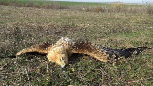 Ejemplar de águila imperial hallado muerto