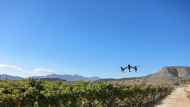 Ningún robo de uva del Vinalopó desde que vigilan con drones