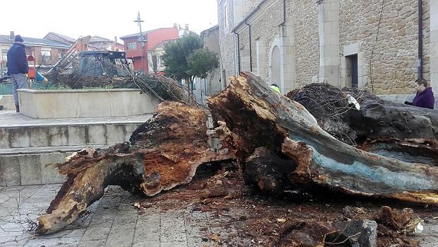 Operarios municipales proceden a talar el tronco del centenario «Negrillón» de Boñar