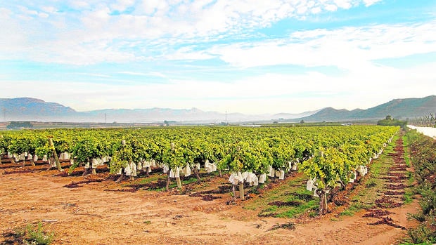 Viñedos con el típico embolsado en una explotación de la provincia de Alicante