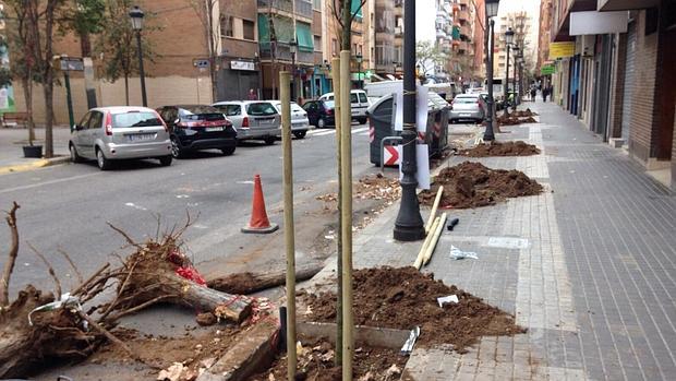 Imagen de los árboles talados este lunes en la calle del doctor Pallarés