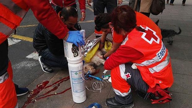 Muere la perra que atendió la Cruz Roja tras ser  atropellada en Valencia