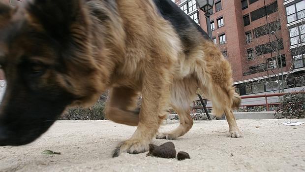 Imagen de archivo de las heces de un perro en un parque público