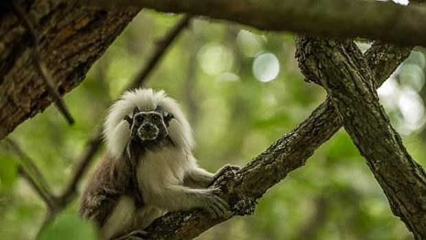 El tití cabeciblanco, de apenas 500 gramos, es uno de los protagonistas