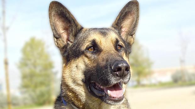 Zoltar, tiene tres años y busca una familia que le adopte