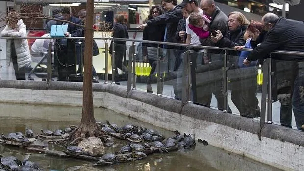 Ciudadanos y viajeros se acercan al estanque de la estación para contemplar las tortugas, apelotonadas en las planchas de pizarra