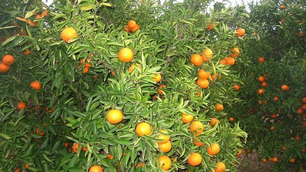 Imagen de un campo de naranjas en Picassent