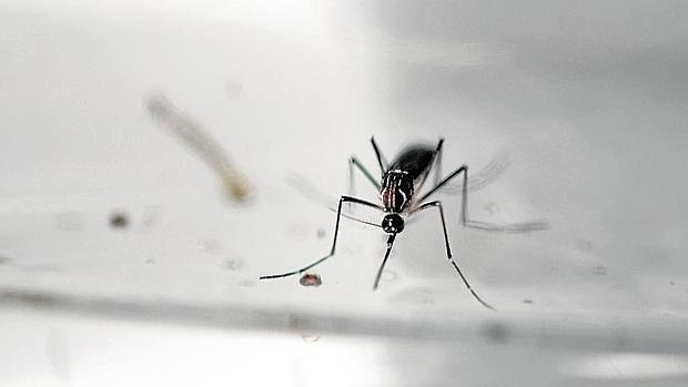 Mosquito portador del virus Zika