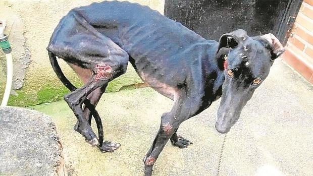 Alerta por el maltrato y abandono masivo de galgos en la Comunidad de Madrid