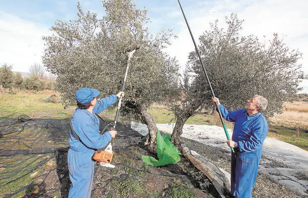 Dos agricultores varean una oliva