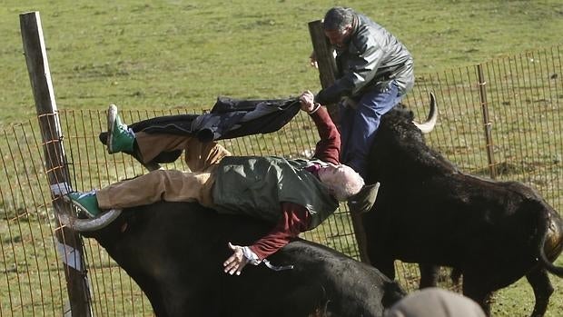 Padre e hijo corneados en Ciudad Rodrigo