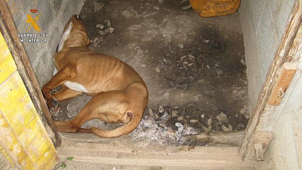 Imagen facilitada por la Guardia Civil, que muestra al cachorro muerto por inanición en el habitáculo en el que estuvo encerrado