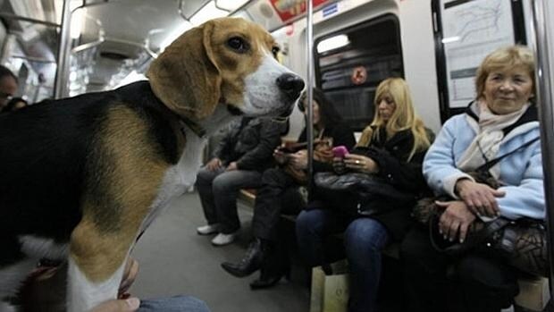 Un beagle, en el metro