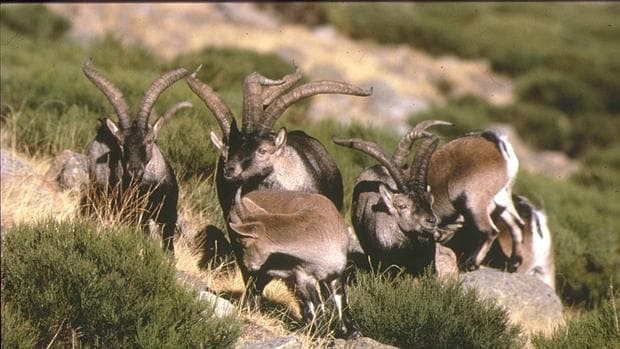 Cabras en la Sierra de Guadarrama