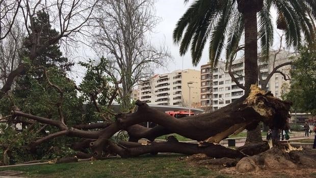 Imagen cedida a Europa Press del estado en que ha quedado el árbol